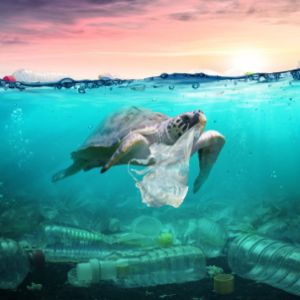 Geneticky upravené sinice by mohly pomoci vyčistit oceány od plastů