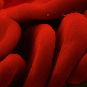 Biotechnologický startup vytváří geneticky upravenou ‚superkrev&#039; pro boj s rakovinou a autoimunitními chorobami