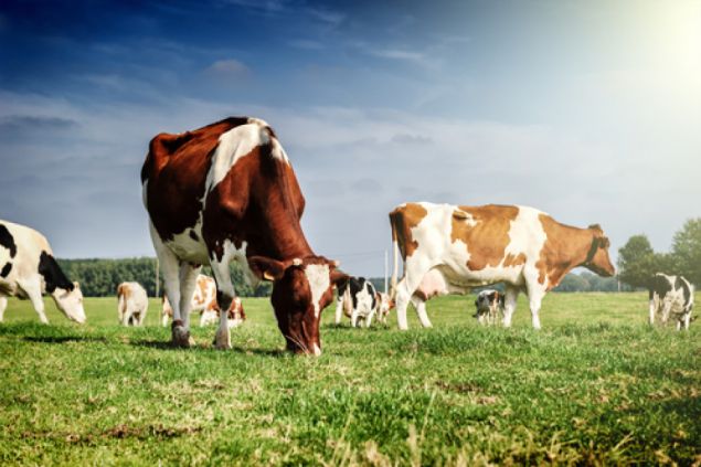 Bill Gates podporuje australský start-up zaměřený na říhání krav