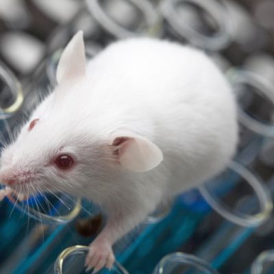 Vědci prodloužili myši život o 35 procent