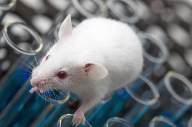 Vědci prodloužili myši život o 35 procent