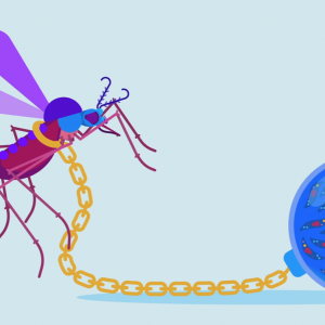 Po Africe budou létat roje geneticky upravených komárů. Jejich cílem je zabránit přenosu malárie