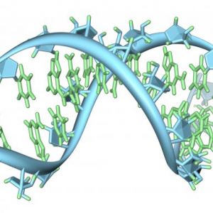 Bioinženýři dokáží pomocí CRISPR pozměnit po DNA také i RNA
