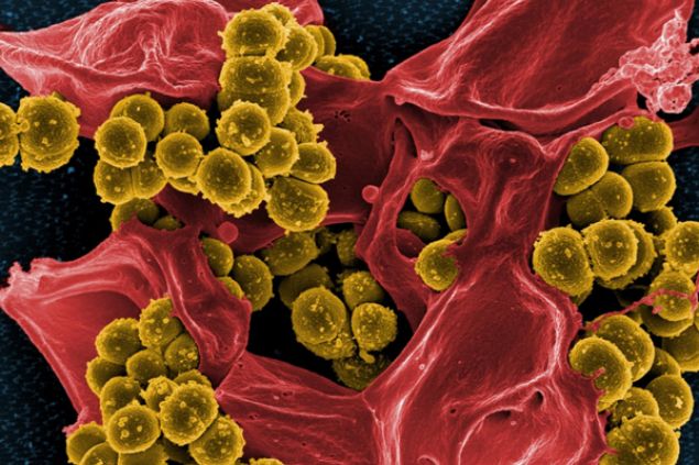 Ultrazvukoví nanoboti vám vyčistí krev od toxinů a bakterií