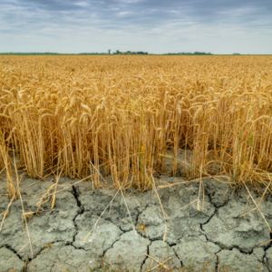 Brněnští vědci vdechují život suché půdě. Za projekt získali ocenění