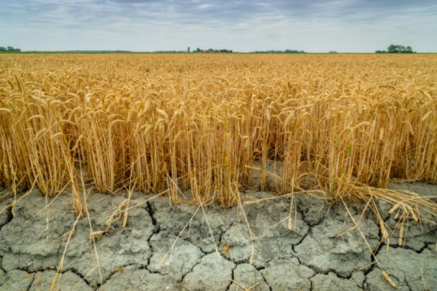 Brněnští vědci vdechují život suché půdě. Za projekt získali ocenění