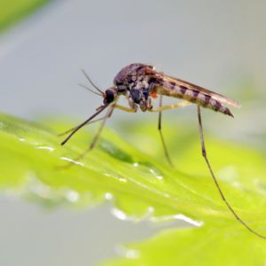 Kalifornie chce vypustit do přírody miliony geneticky modifikovaných komárů