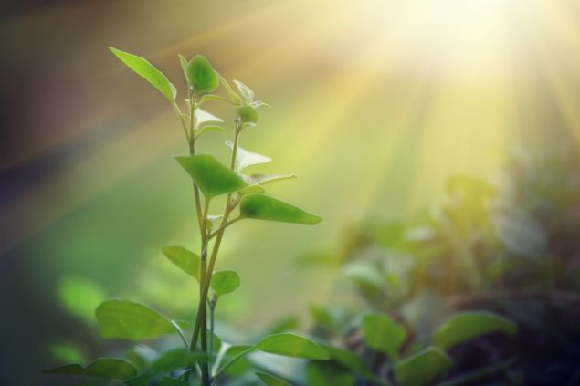 Umělá fotosyntéza se může stát Svatým grálem obnovitelných zdrojů