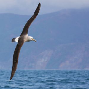 Seznamte se: Albatros, lovec zvuků