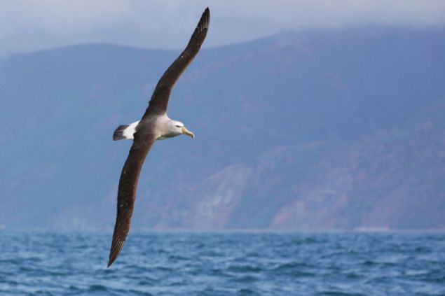 Seznamte se: Albatros, lovec zvuků