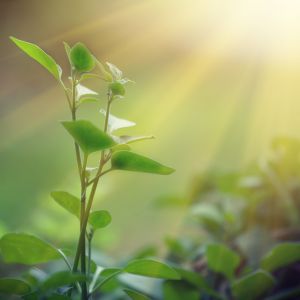 Umělá fotosyntéza se může stát Svatým grálem obnovitelných zdrojů