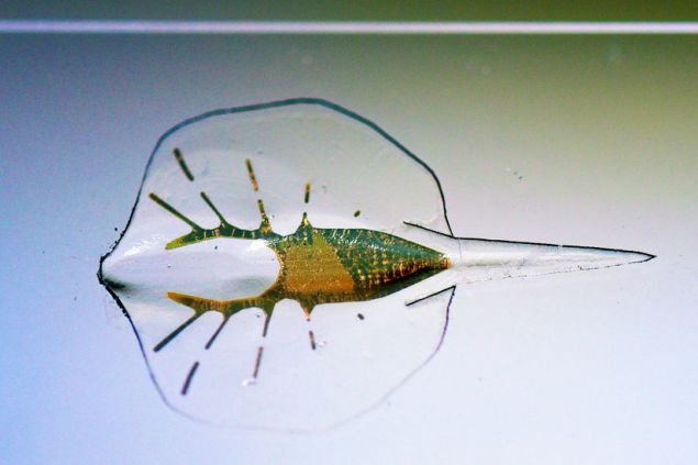 Biorobot ze zlata, gumy a buněk potkana vzešel z 3D tiskárny