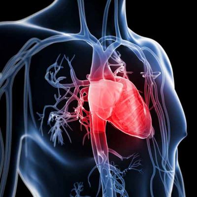 Regenerace vnější srdeční stěny pomocí kmenových buněk