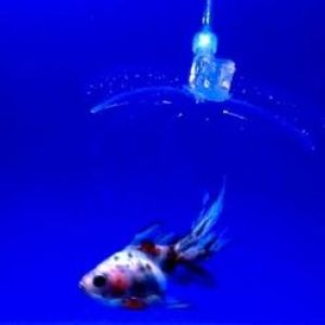 Hydrogelový robot umí chytit rybu a asistovat lékařům
