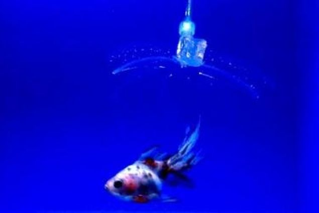 Hydrogelový robot umí chytit rybu a asistovat lékařům