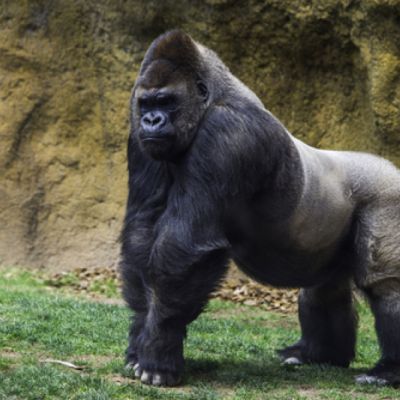 Mladý gorilí samec si vyvinul závislost na smartphonech