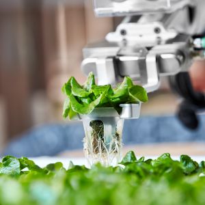 Jak vypadá automatizace v zemědělství? V Kalifornii pěstují zeleninu roboti