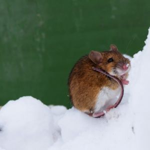CRISPR vytvořil myši odolné vůči kokainu