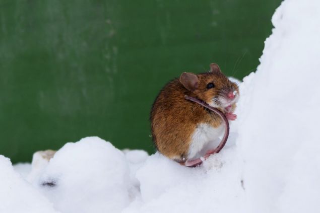 CRISPR vytvořil myši odolné vůči kokainu
