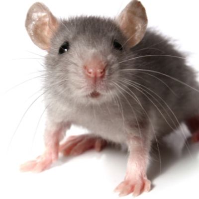 Vědci vytvořili myš s hyperdlouhými telomery bez genetické manipulace