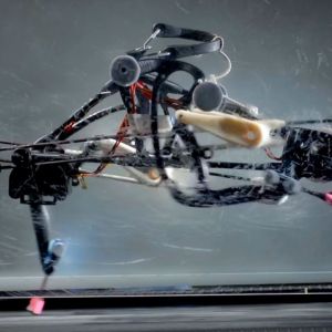 „Pštrosí“ robot posouvá hranice dvounohých robotů