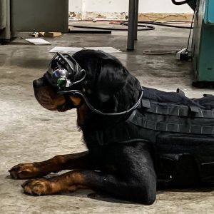 Americká armáda vyvíjí AR brýle pro vojenské psy