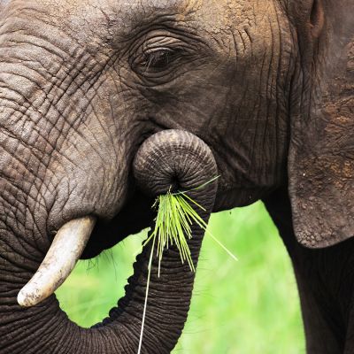 Senzory odhalí a lokalizují střelbu ze zbraně. Pomůžou tak dopadnout pytláky