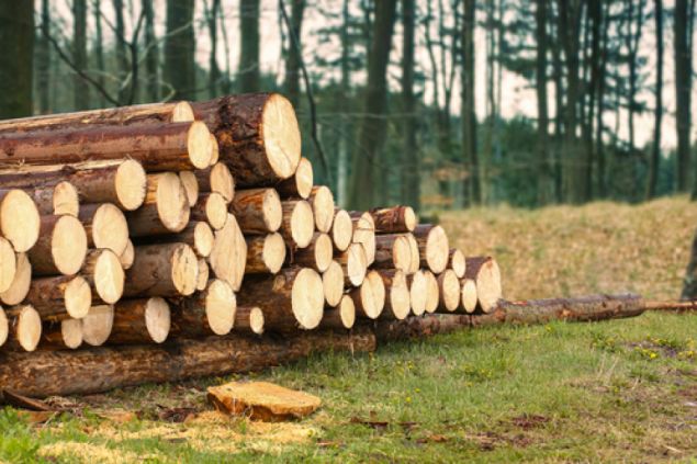 Dřevo vypěstované v laboratoři může zachránit lesy