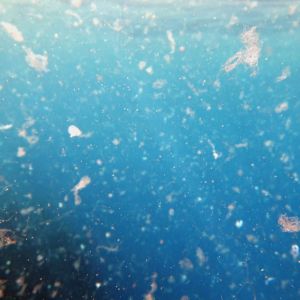 Mikroplasty – ekologická časovaná bomba na dně moří